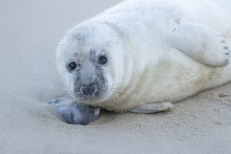 Atlantic grey seal (Halichoerus grypus) juvenile baby pup animal resting on a beach in winter,