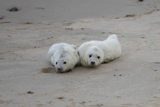 Atlantic grey seal (Halichoerus grypus) two juvenile baby pup animals resting on a beach in winter,