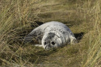 Atlantic grey seal (Halichoerus grypus) juvenile baby pup animal resting on a sand dune on a beach