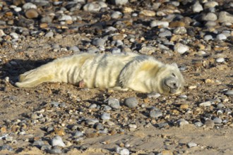 Atlantic grey seal (Halichoerus grypus) juvenile baby pup animal sleeping on a shingle beach in