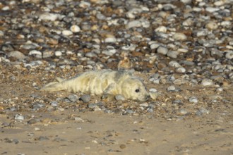 Atlantic grey seal (Halichoerus grypus) juvenile baby pup animal on a shingle beach in winter,