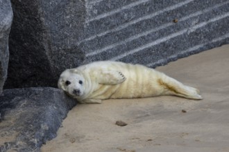 Atlantic grey seal (Halichoerus grypus) juvenile baby pup animal resting on a rock on a beach in