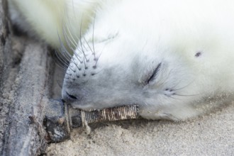 Atlantic grey seal (Halichoerus grypus) juvenile baby pup animal sleeping by a sea defence on a