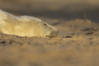 Atlantic grey seal (Halichoerus grypus) juvenile baby pup animal sleeping on sand on a beach in