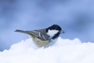 Coal tit (Periparus ater) adult bird in a snow covered garden in winter, England, United Kingdom