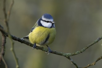 Blue tit (Cyanistes Caeruleus) adult bird on a tree branch in winter, England, United Kingdom