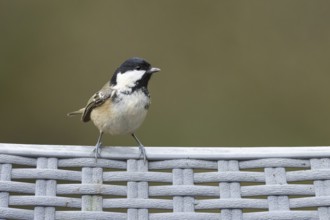 Coal tit (Periparus ater) adult bird on a garden chair in winter, England, United Kingdom