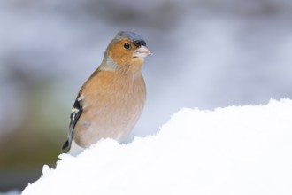 Eurasian chaffinch (Fringilla coelebs) adult male bird in a snow covered garden in winter, England,