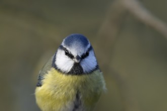 Blue tit (Cyanistes Caeruleus) adult bird head portrait, England, United Kingdom