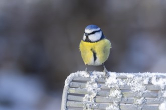 Blue tit (Cyanistes Caeruleus) adult bird on a snow covered garden chair in winter, England, United