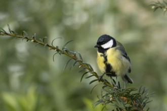 Great tit (Parus major) adult garden bird on a Yew tree branch, England, United Kingdom
