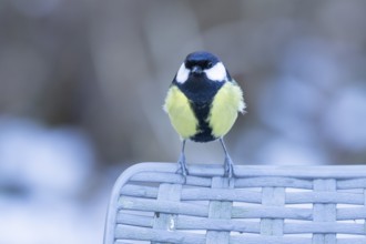 Great tit (Parus major) adult bird on a garden chair in winter, England, United Kingdom