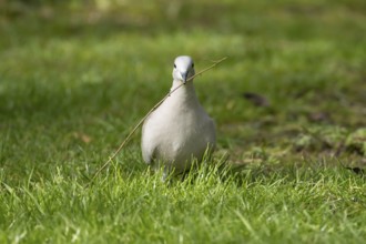 Collared dove (Streptopelia decaocto) adult bird carrying a tree stick in its beak for nesting