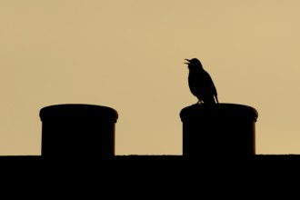 Eurasian blackbird (Turdus merula) silhouette of an adult male bird singing on an urban house
