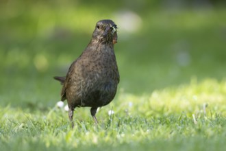 Eurasian blackbird (Turdus merula) adult female bird with worms in its beak for food on a garden