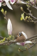 Eurasian chaffinch (Fringilla coelebs) adult male bird on garden Magnolia tree branch with blossom