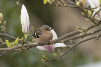 Eurasian chaffinch (Fringilla coelebs) adult male bird on garden Magnolia tree branch with blossom