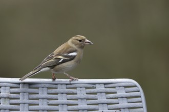 Eurasian chaffinch (Fringilla coelebs) adult female bird on a garden chair in winter, England,