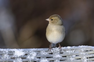 Eurasian chaffinch (Fringilla coelebs) adult female bird on a snow covered garden chair in winter,