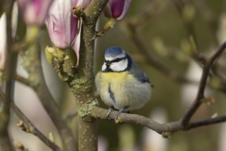 Blue tit (Cyanistes Caeruleus) adult bird singing on garden Magnolia tree branch with blossom in