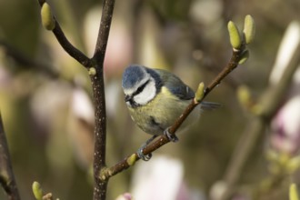 Blue tit (Cyanistes Caeruleus) adult bird on garden Magnolia tree branch with blossom in spring,