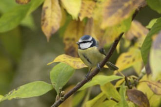 Blue tit (Cyanistes Caeruleus) adult bird on a garden Magnolia tree with autumn colour leaves,