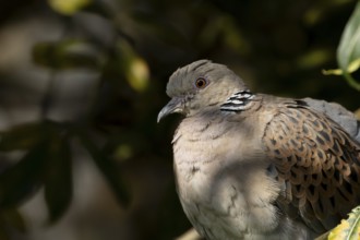 European turtle dove (Streptopelia turtur) adult bird in a tree, England, United Kingdom