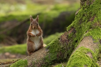 Red squirrel (Sciurus vulgaris) adult animal on moss covered tree stump in a woodland, England,