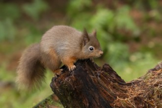 Red squirrel (Sciurus vulgaris) adult animal on tree stump in a woodland, England, United Kingdom