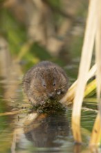 Water vole (Arvicola amphibius) adult animal feeding on pond weed in summer, England, United