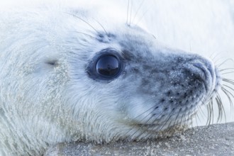 Atlantic grey seal (Halichoerus grypus) juvenile baby pup animal head portrait, England, United