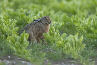 European brown hare (Lepus europaeus) adult animal feeding in a farmland sugar beet crop in the