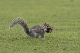 Grey squirrel (Sciurus carolinensis) adult animal with a mouthful of leaves and grass for nesting