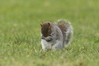 Grey squirrel (Sciurus carolinensis) adult animal washing its face on grass, England, United