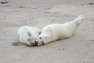 Atlantic grey seal (Halichoerus grypus) two juvenile baby pup animals on a beach, England, United