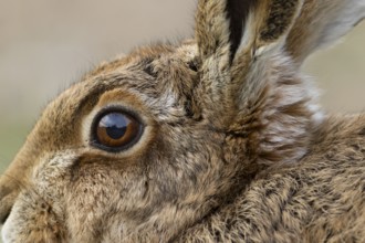 European brown hare (Lepus europaeus) adult animal head portrait close up of its eye, England,
