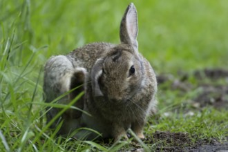 Rabbit (Oryctolagus cuniculus) adult animal in grassland in summer, England, United Kingdom
