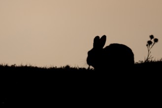 Rabbit (Oryctolagus cuniculus) silhouette of a juvenile baby animal feeding in grassland in summer,