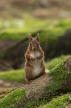 Red squirrel (Sciurus vulgaris) adult animal on moss covered tree stump in a woodland, England,