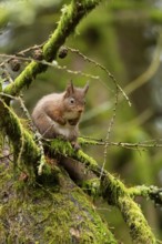Red squirrel (Sciurus vulgaris) adult animal on moss covered tree branch in a woodland, England,