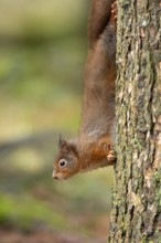 Red squirrel (Sciurus vulgaris) adult animal on a tree trunk in a woodland, England, United Kingdom