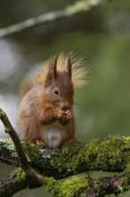 Red squirrel (Sciurus vulgaris) adult animal eating a nut on a tree branch in a woodland, England,