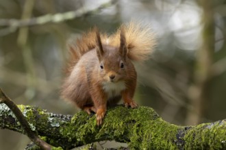 Red squirrel (Sciurus vulgaris) adult animal on a tree branch in a woodland, England, United