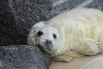 Atlantic grey seal (Halichoerus grypus) juvenile baby pup animal resting on a rock on a beach,