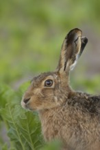 European brown hare (Lepus europaeus) adult animal head portrait, England, United Kingdom