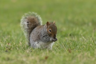 Grey squirrel (Sciurus carolinensis) adult animal eating a nut on grass, England, United Kingdom
