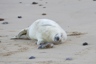 Atlantic grey seal (Halichoerus grypus) juvenile baby pup animal sleeping on sand on a beach,