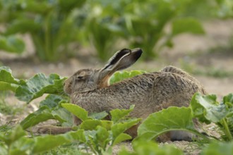 European brown hare (Lepus europaeus) adult animal sleeping in a farmland sugar beet crop in the
