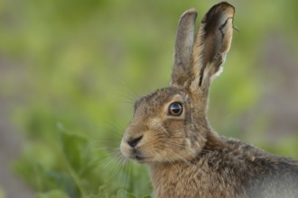 European brown hare (Lepus europaeus) adult animal head portrait, England, United Kingdom