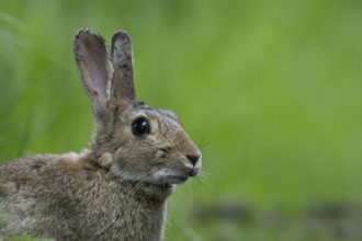 Rabbit (Oryctolagus cuniculus) adult animal head portrait in summer, England, United Kingdom